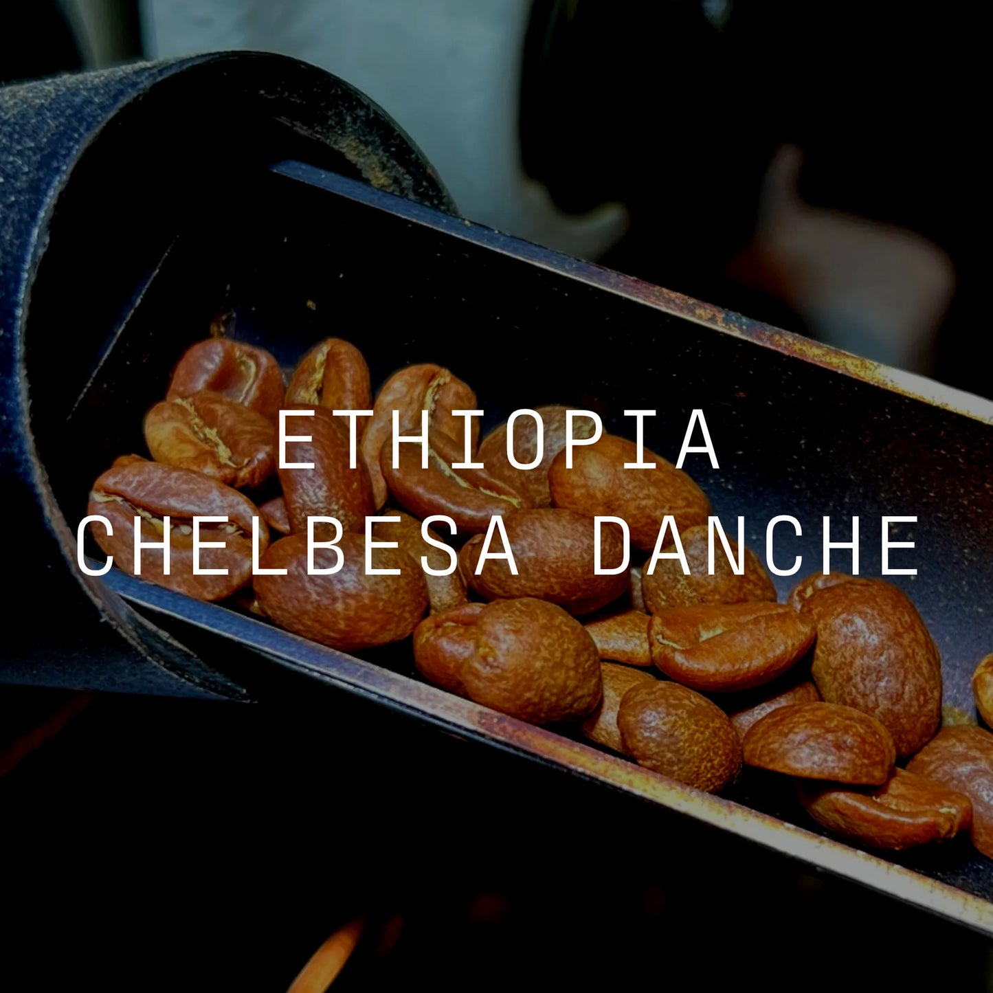 Ethiopia | Chelbesa Danche Washed Heirloom