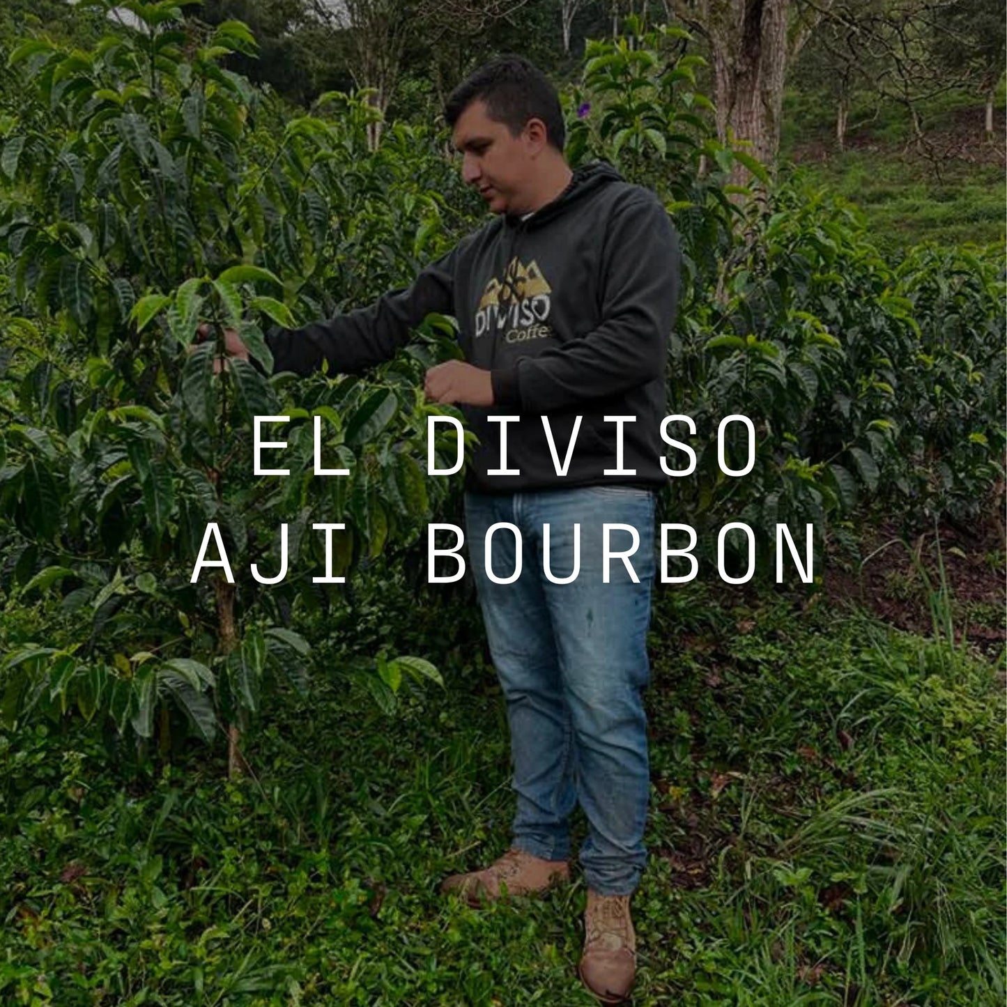 Colombia | Thermal Shock Washed Aji Bourbon
